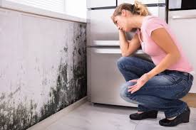 Reliable Soledad, CA Mold Removal Solutions